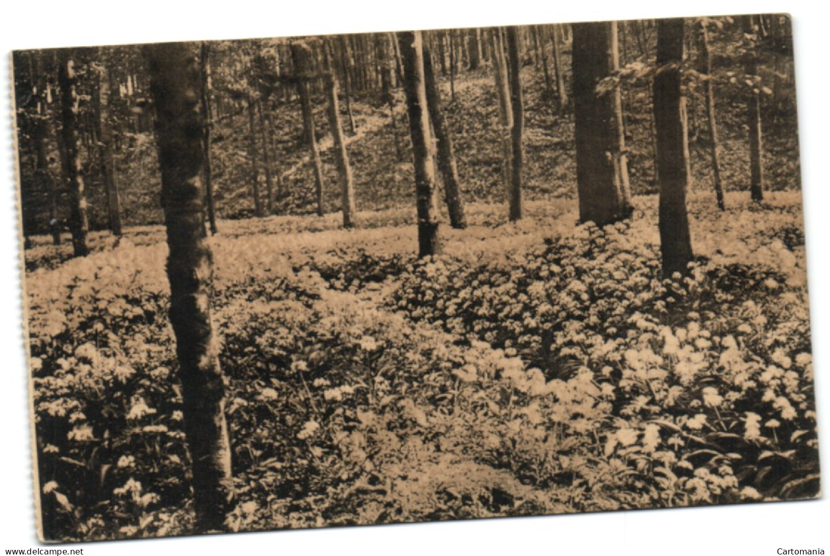 Ligue Des Amis De La Forêt De Soignes  - Floraison De L'Ail Des Ours (vallon Des Ails) - Ed. Adelot - Watermael-Boitsfort - Watermaal-Bosvoorde