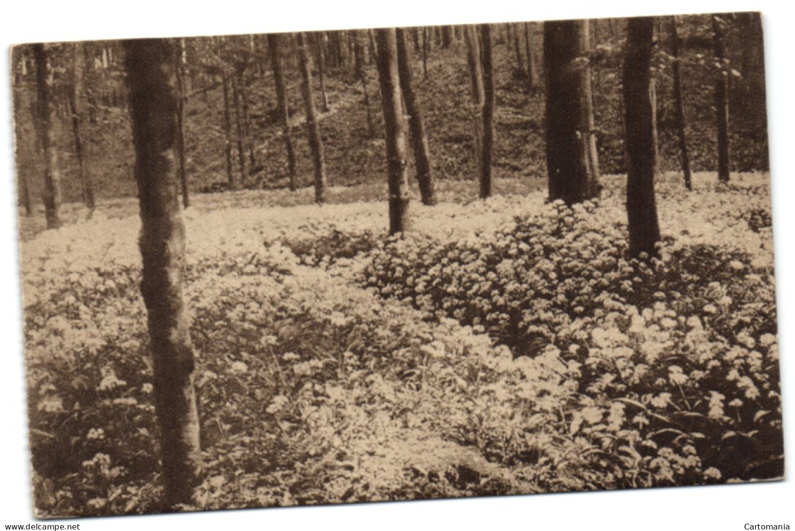 Ligue Des Amis De La Forêt De Soignes  - Le Vaollin Des Ails - Oudergem - Auderghem