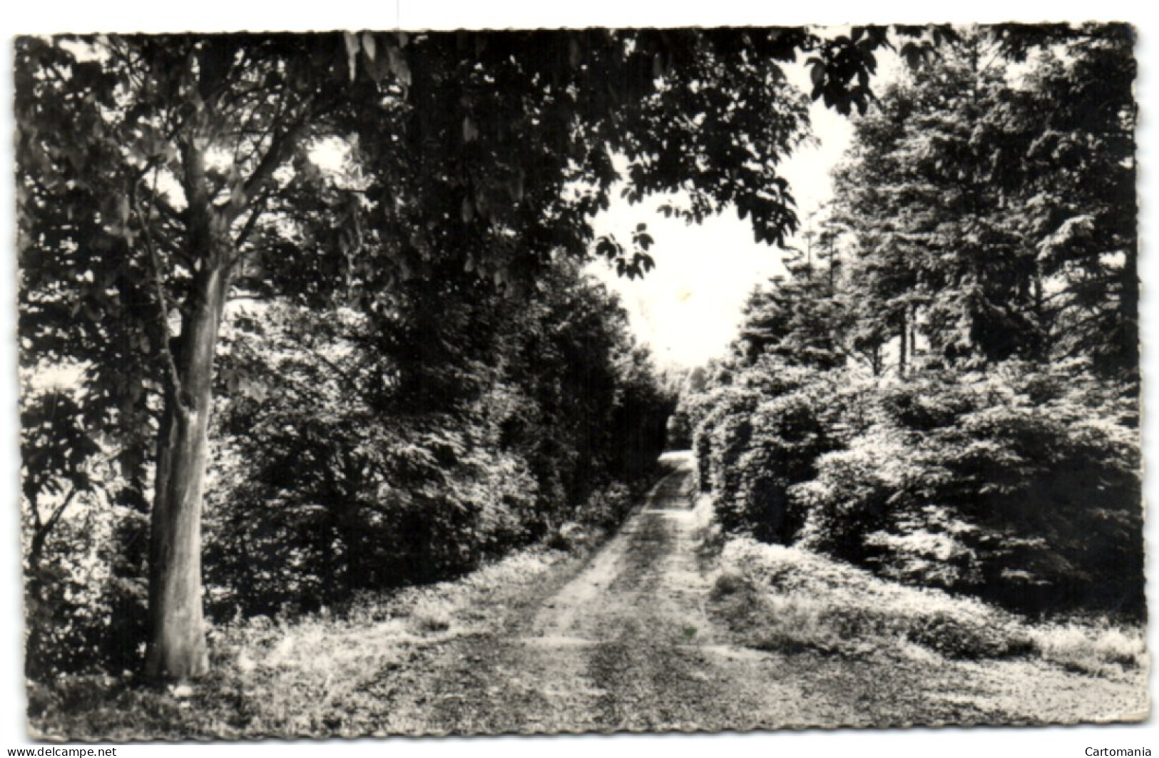 Mont-Noir - Sous-bois - Hooglede