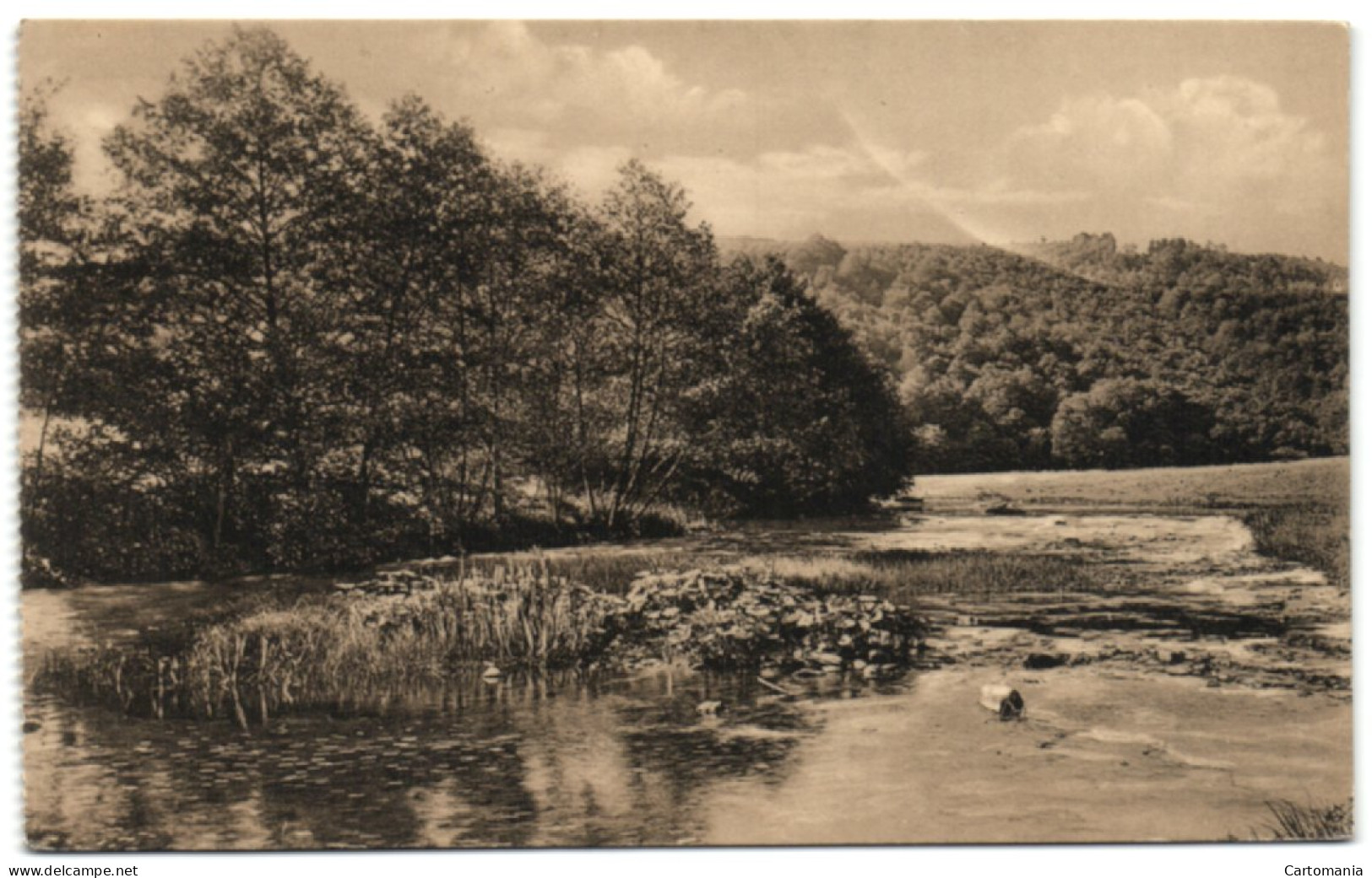 Ligue Des Amis De La Forêt De Soignes - L'Ourthe En Amont Du Moulin De Spitanche - Auderghem - Oudergem