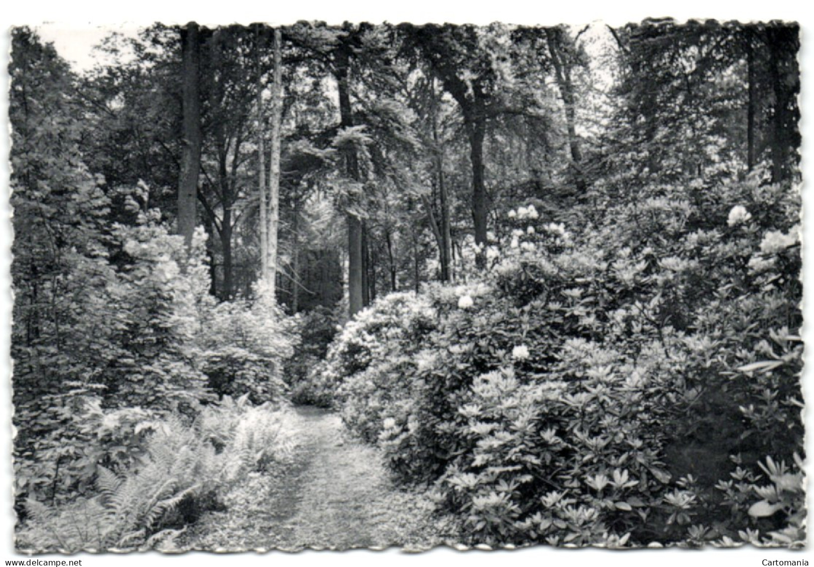 Château D'Attre - L'Allée Des Rhododendrons - Brugelette