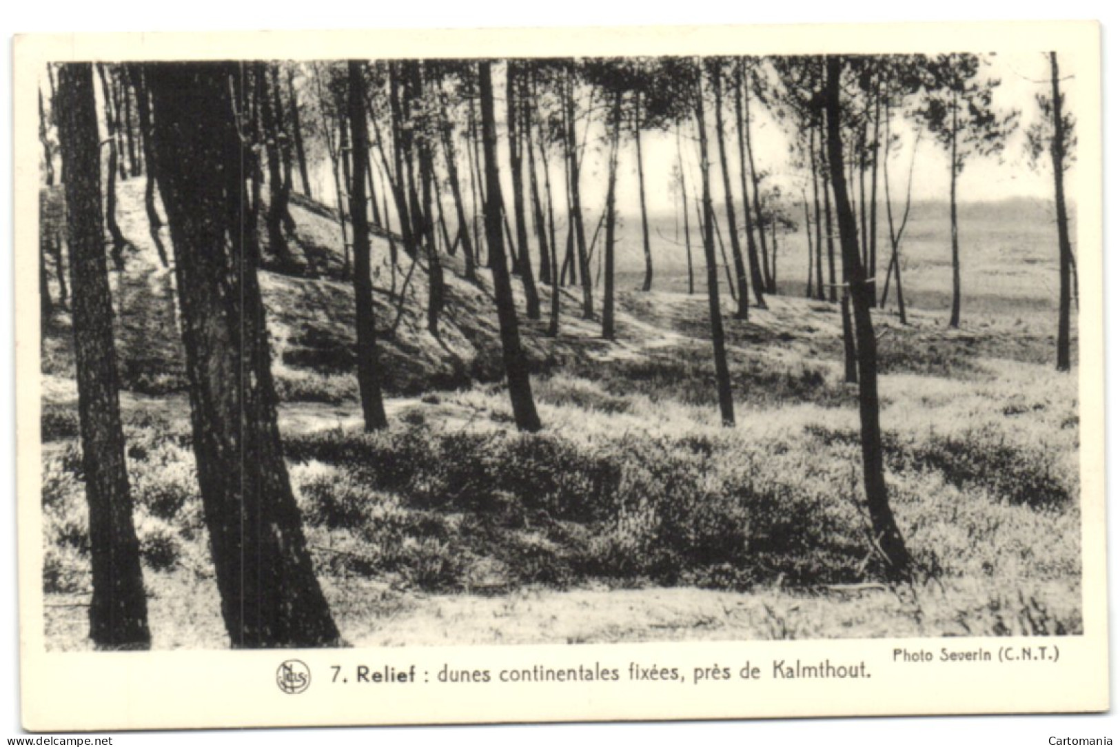 Dunes Continentales Fixées Près De Kalmthout - Kalmthout