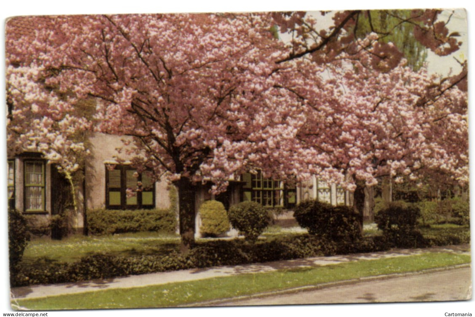 Boitsfort - Le Logis - Cerisiers En Fleurs - Watermaal-Bosvoorde - Watermael-Boitsfort