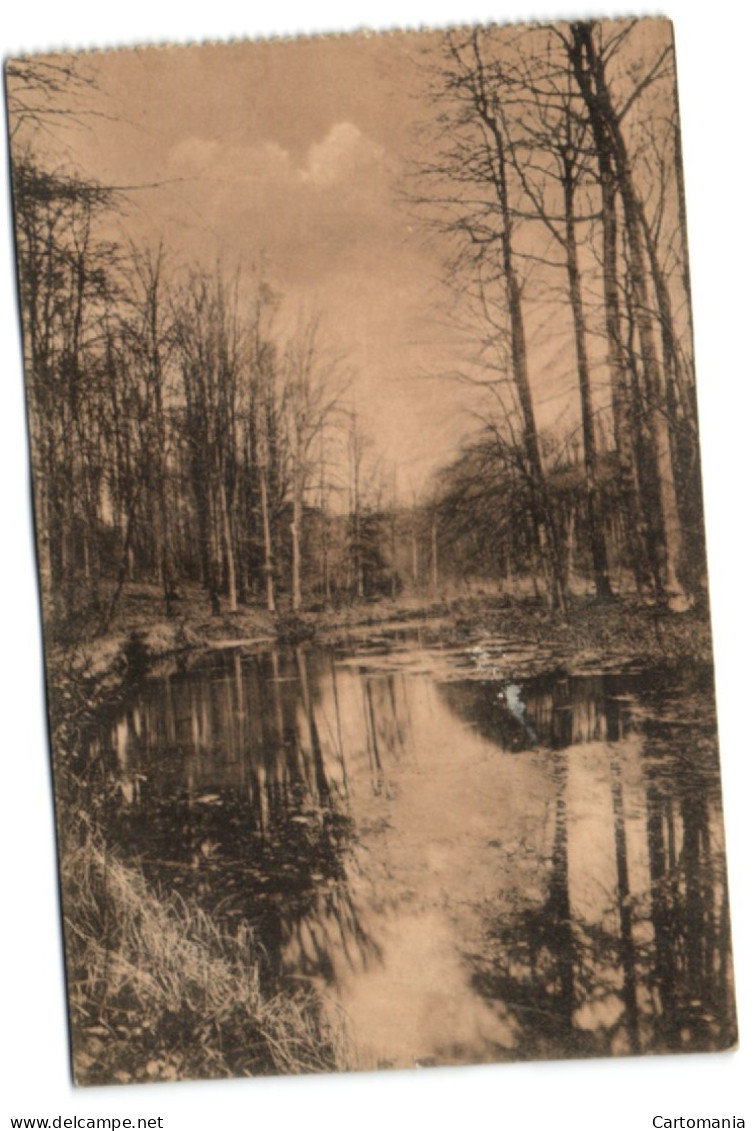 Boitsfort - Etang De L'Ermite (Vallon De La Vuylbeeck) - Watermael-Boitsfort - Watermaal-Bosvoorde