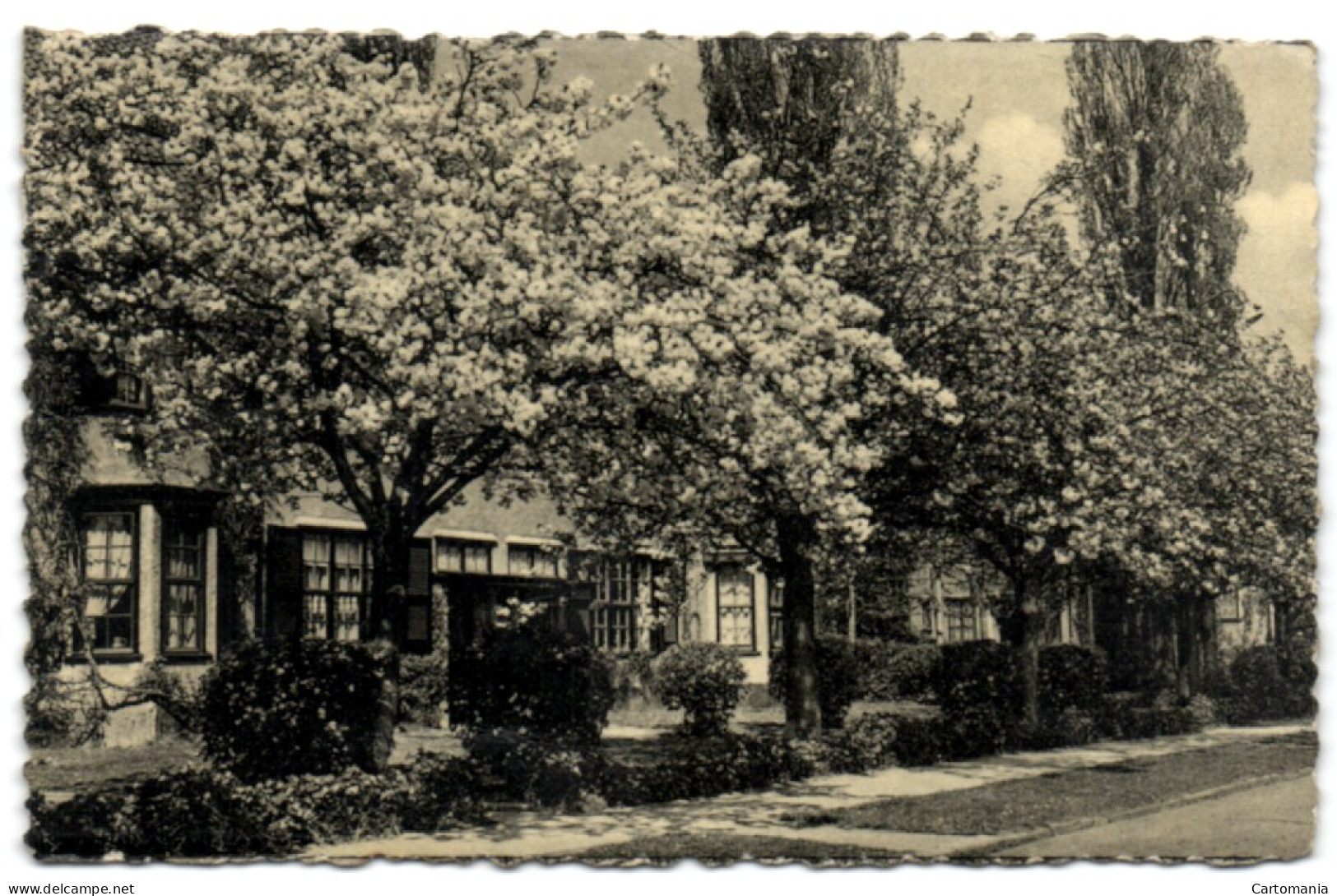 Boitsfort - Le Logis - Cerisiers En Fleurs - Watermaal-Bosvoorde - Watermael-Boitsfort