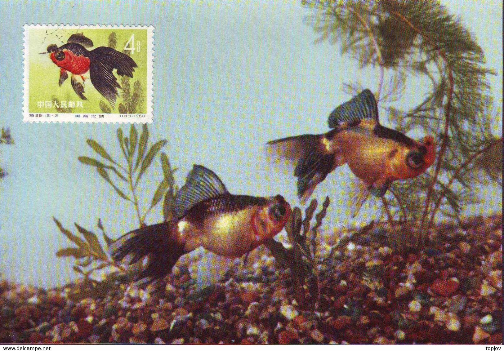 CHINA - KINA -  GOLD  FISH  On  POSTCARDS - Complet Set 12 V -  ORGINAL  CARD - Cto  MC - 1960 - PERFECT - RARE - Cartas & Documentos