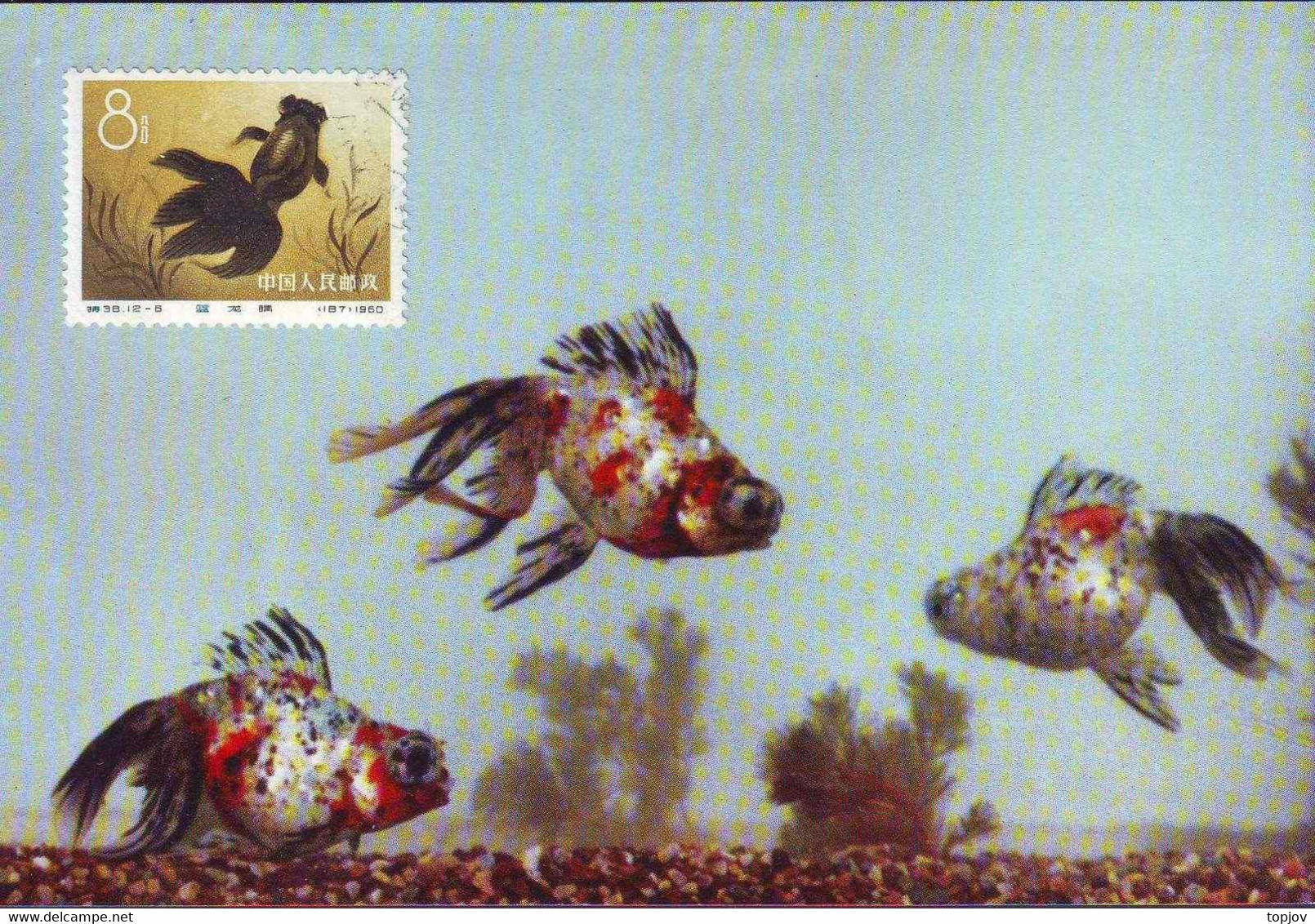 CHINA - KINA -  GOLD  FISH  on  POSTCARDS - complet set 12 v -  ORGINAL  CARD - cto  MC - 1960 - PERFECT - RARE