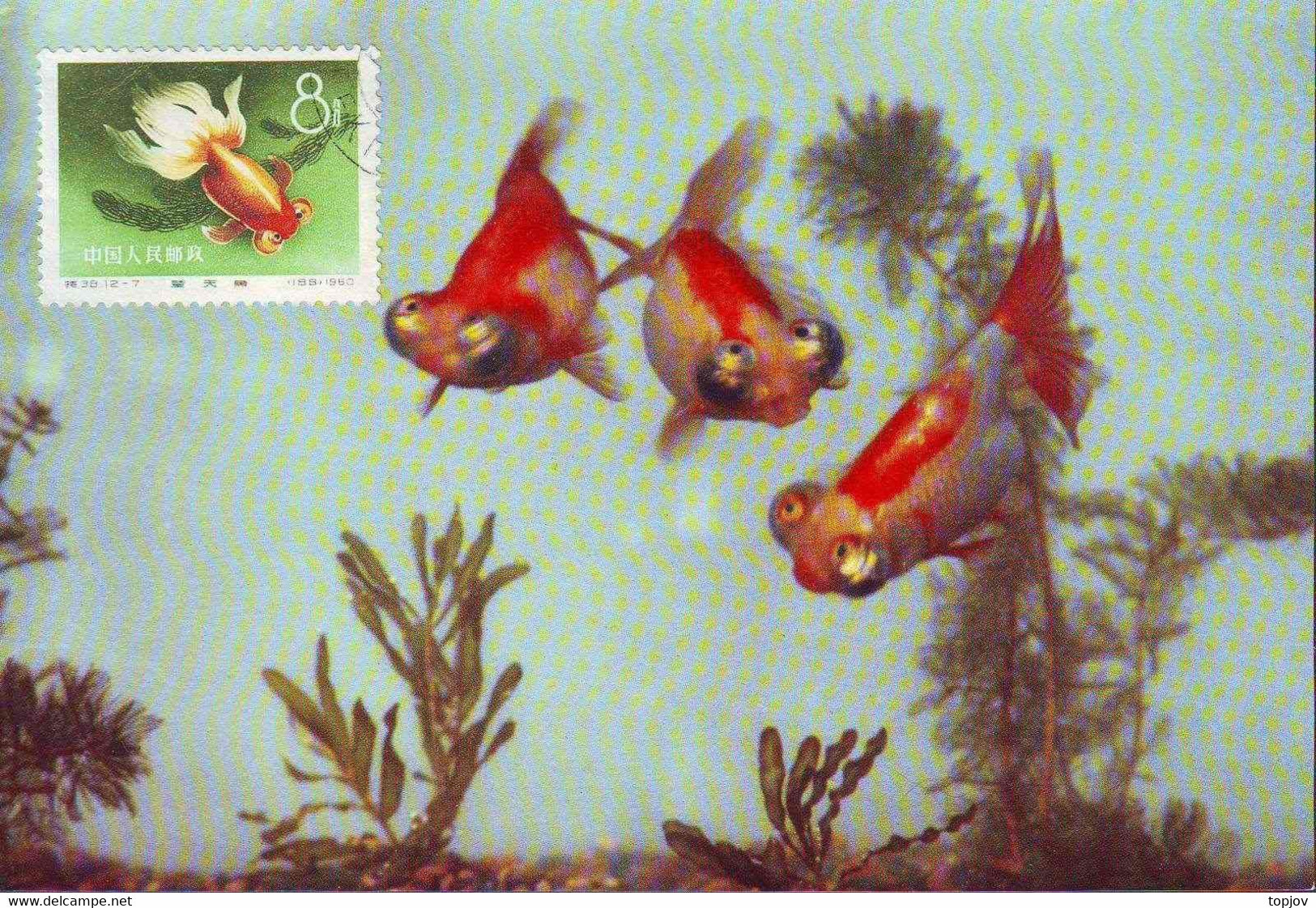 CHINA - KINA -  GOLD  FISH  on  POSTCARDS - complet set 12 v -  ORGINAL  CARD - cto  MC - 1960 - PERFECT - RARE