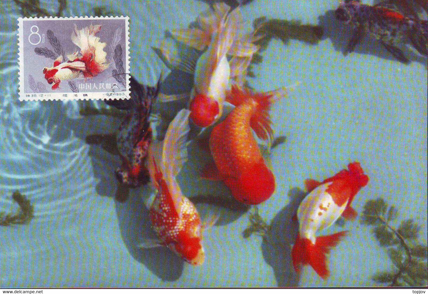 CHINA - KINA -  GOLD  FISH  on  POSTCARDS - complet set 12 v -  ORGINAL  CARD - cto  MC - 1960 - PERFECT - RARE