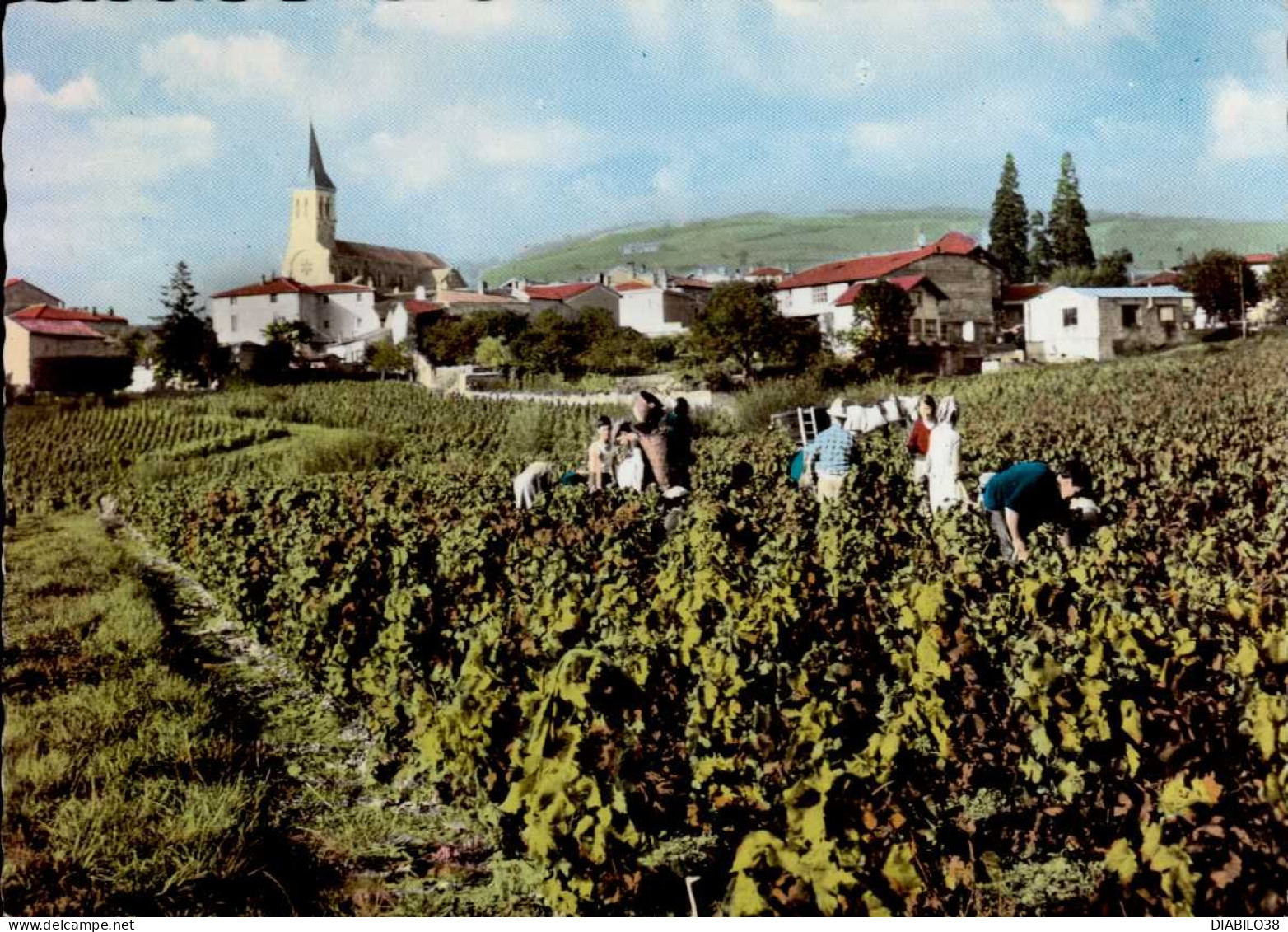 JULIENAS    ( RHONE ) EN AVION AU-DESSUS DE  . . . JULIENAS . LES VENDANGES - Julienas