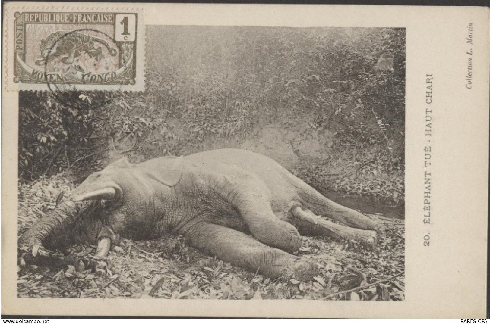 CONGO - ELEPHANT TUE - HAUT CHARI - RCPA 09B - French Congo