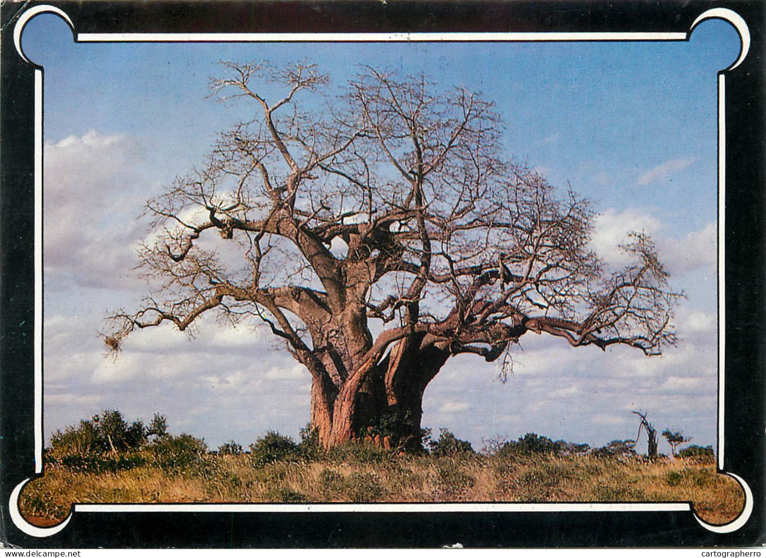 Kenya Baobab Tree Mombasa - Kenya