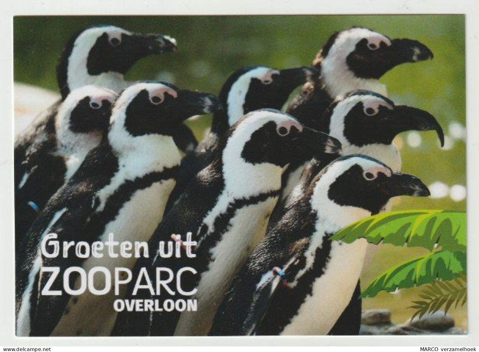 Postcard - Ansichtkaart Groeten Uit ZOOparc Overloon (NL) Pinguin - Boxmeer
