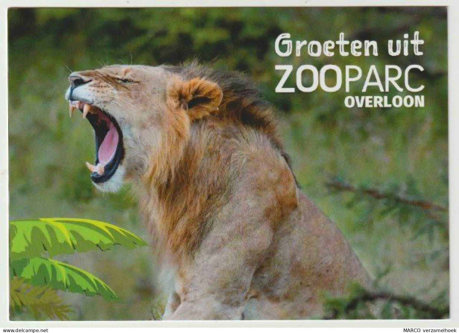 Postcard - Ansichtkaart Groeten Uit ZOOparc Overloon (NL) Leeuw-lion - Boxmeer