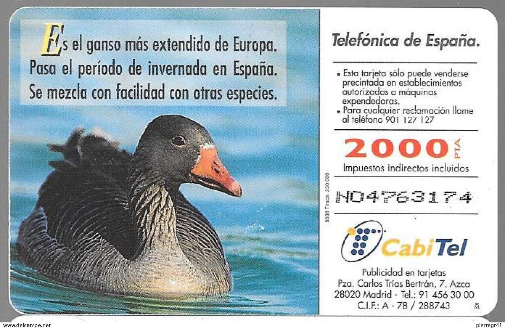 CARTE-PUCE-ESPAGNE-03/98-OIE CENDREE-TBE - Gallinaceans & Pheasants