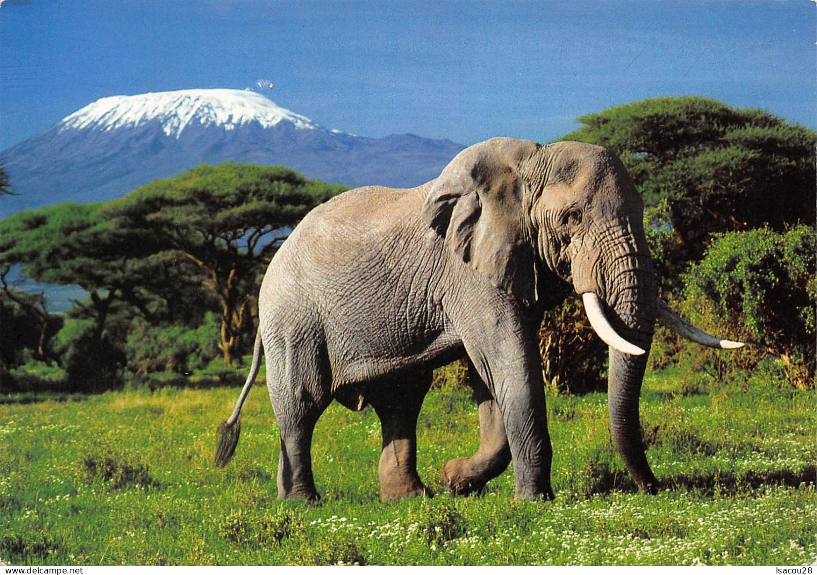 CP  ELEPHANTS ET KILIMANJARO TIMBRES - Kenya