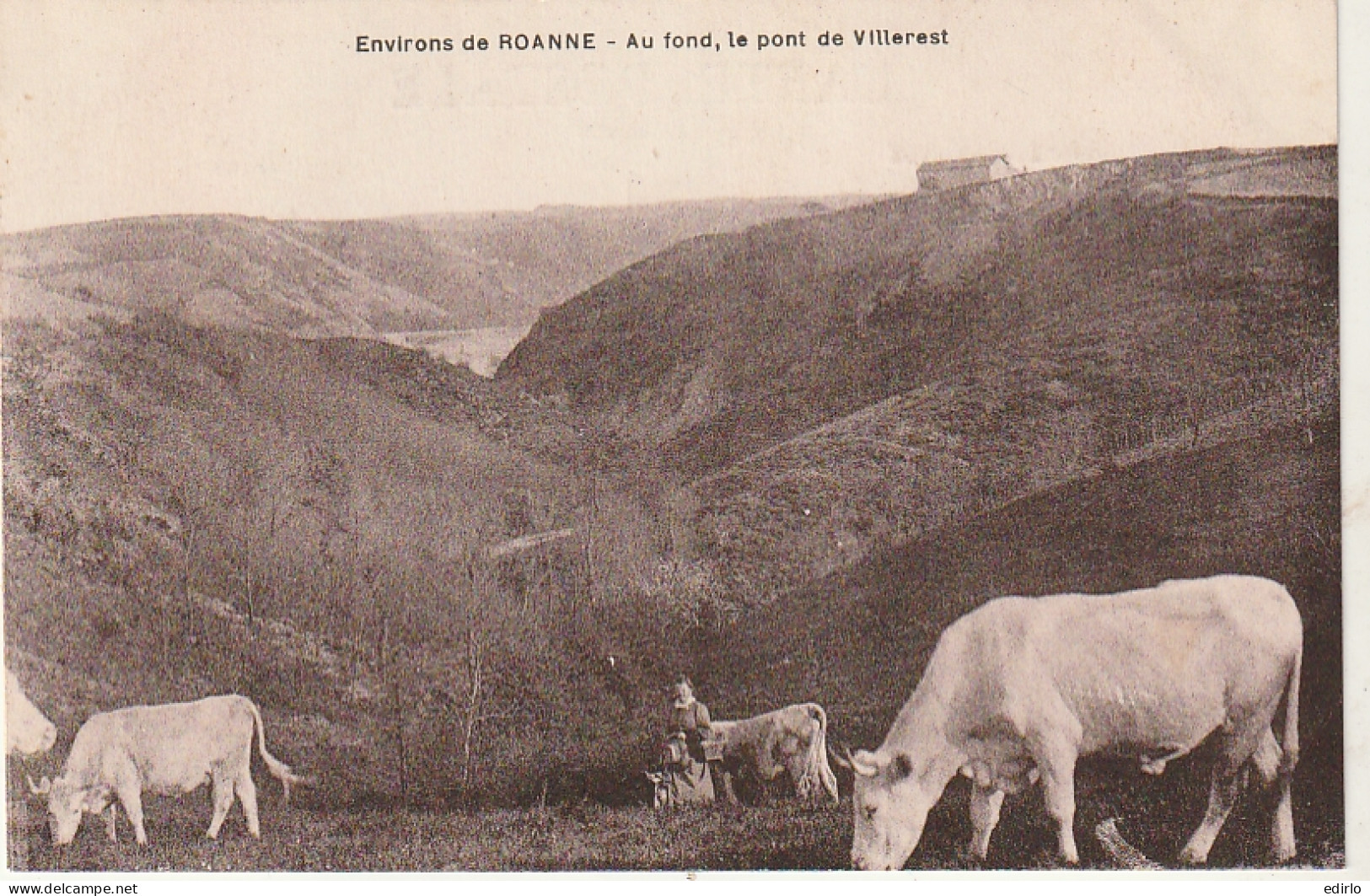 *** 42  ***  Pâturage Vaches Aux Environs De Roanne -  Au Fond Le Pont De Villerest -- Neuve Excellent état - Elevage