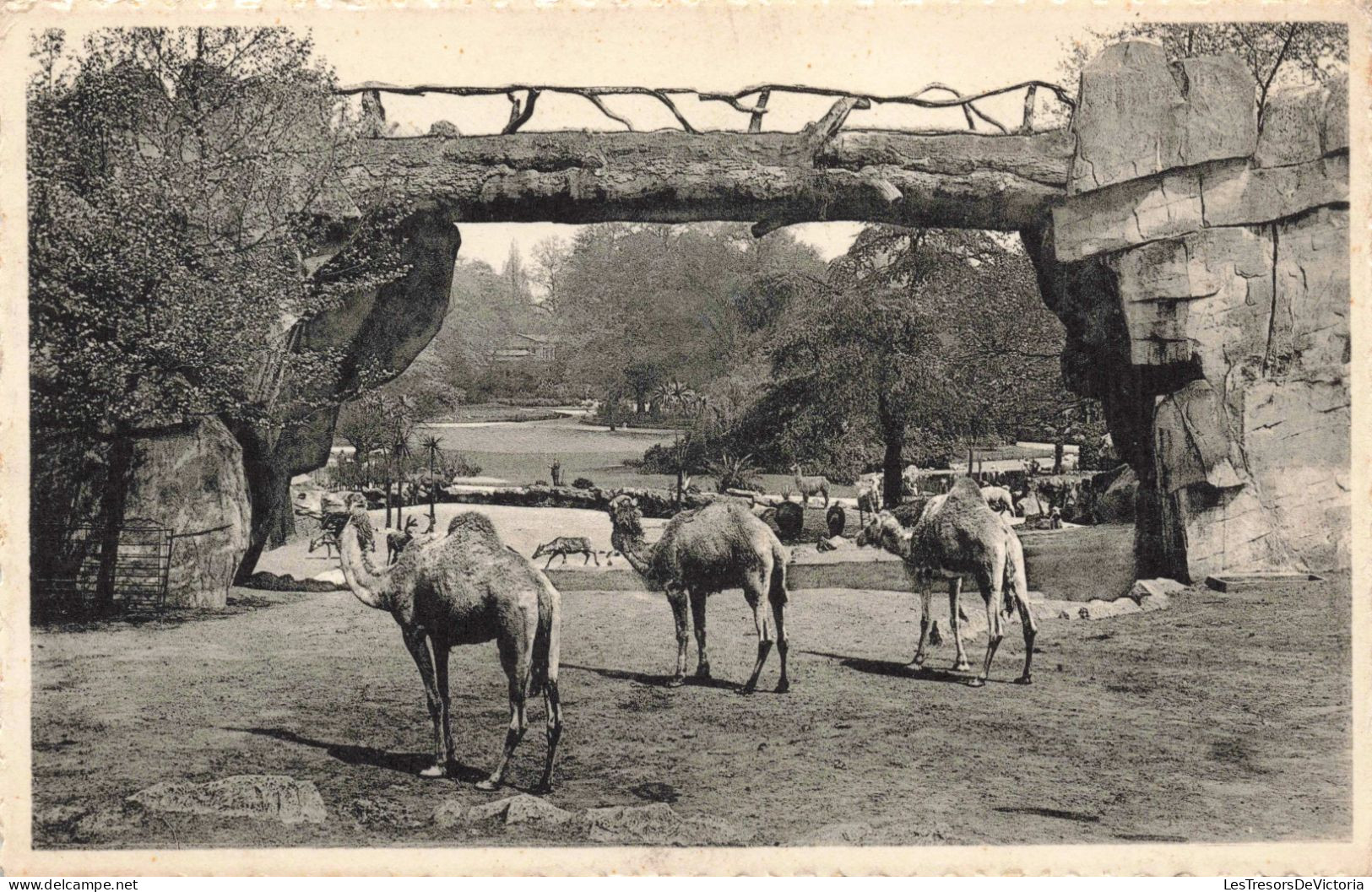 BELGIQUE - Antwerpen - Jardin Zoologique - Carte Postale Ancienne - Antwerpen