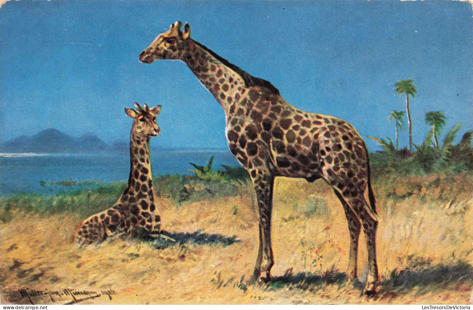 ANIMAUX ET FAUNES - Girafes - Colorisé - Carte Postale Ancienne - Giraffe