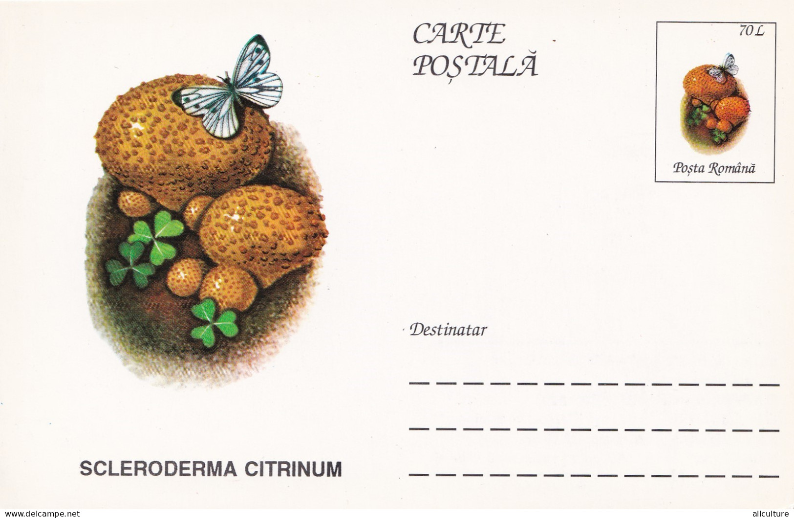 A23264  -MUSHROOM  Champignons  "SCLERODERMA  CITRINUM " Entier Postal,stationery Card  1996  - Champignons