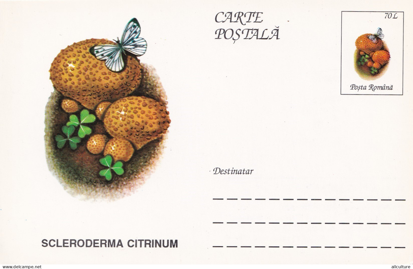 A23264  -MUSHROOM  Champignons  "SCLERODERMA  CITRINUM " Entier Postal,stationery Card  1996  - Hongos