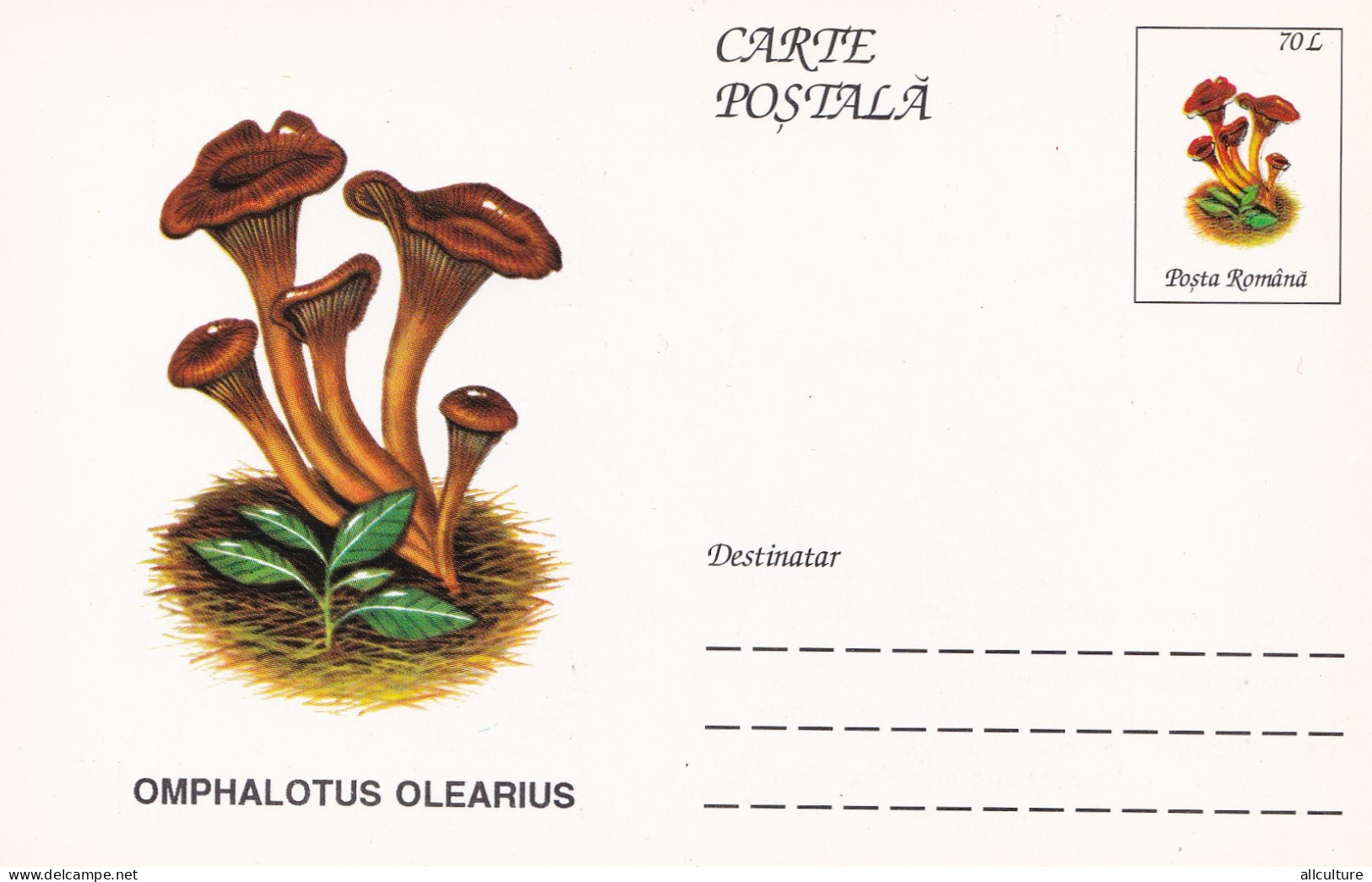 A23262 -MUSHROOM  Champignons  "OMPHALOTUS OLEARIUS " Entier Postal,stationery Card  1996  - Hongos