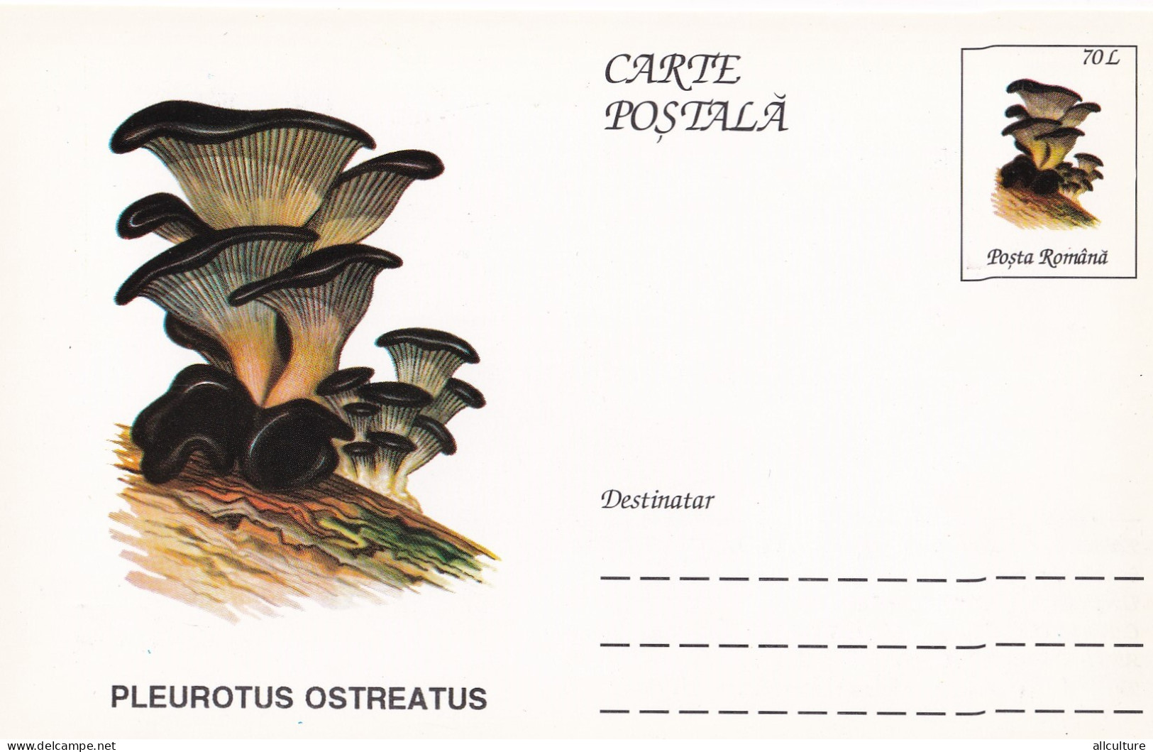 A23268  -MUSHROOM  Champignons  "PLEUROTUS OSTREATUS  " Entier Postal,stationery Card  1996  - Hongos