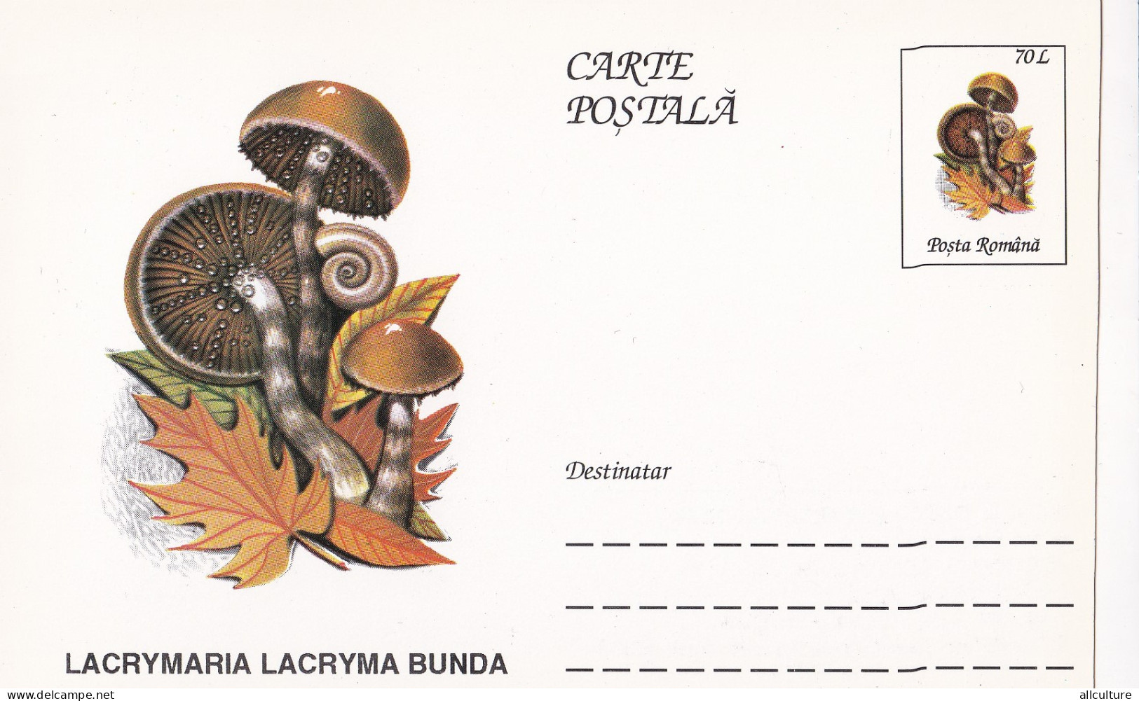 A23269   - MUSHROOM  Champignons  "LACRYMARIA LACRYMA BUNDA  " Entier Postal,stationery Card  1996  - Champignons
