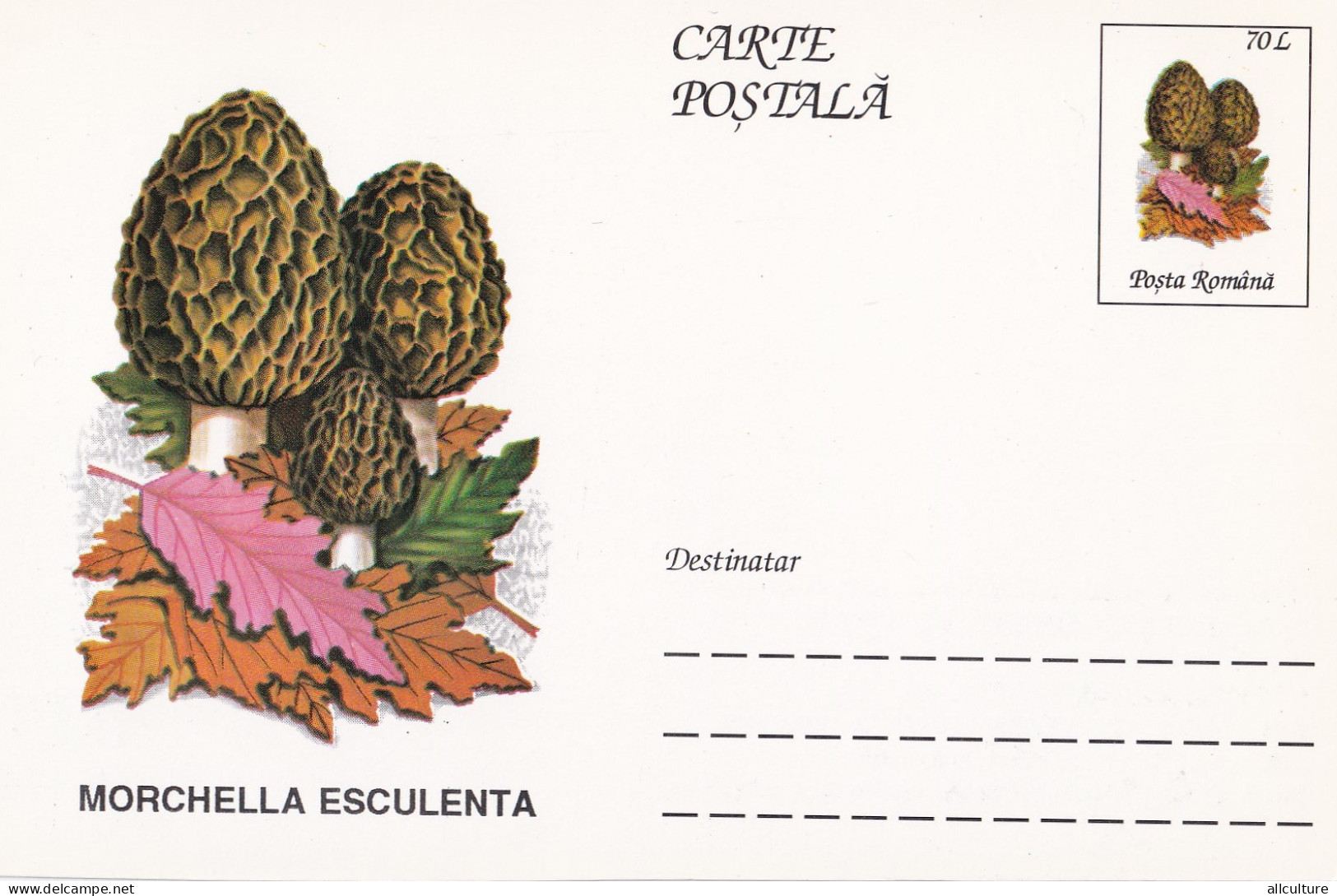 A23267  - MUSHROOM  Champignons  "MORCHELLA ESCULENTA  " Entier Postal,stationery Card  1996  - Champignons