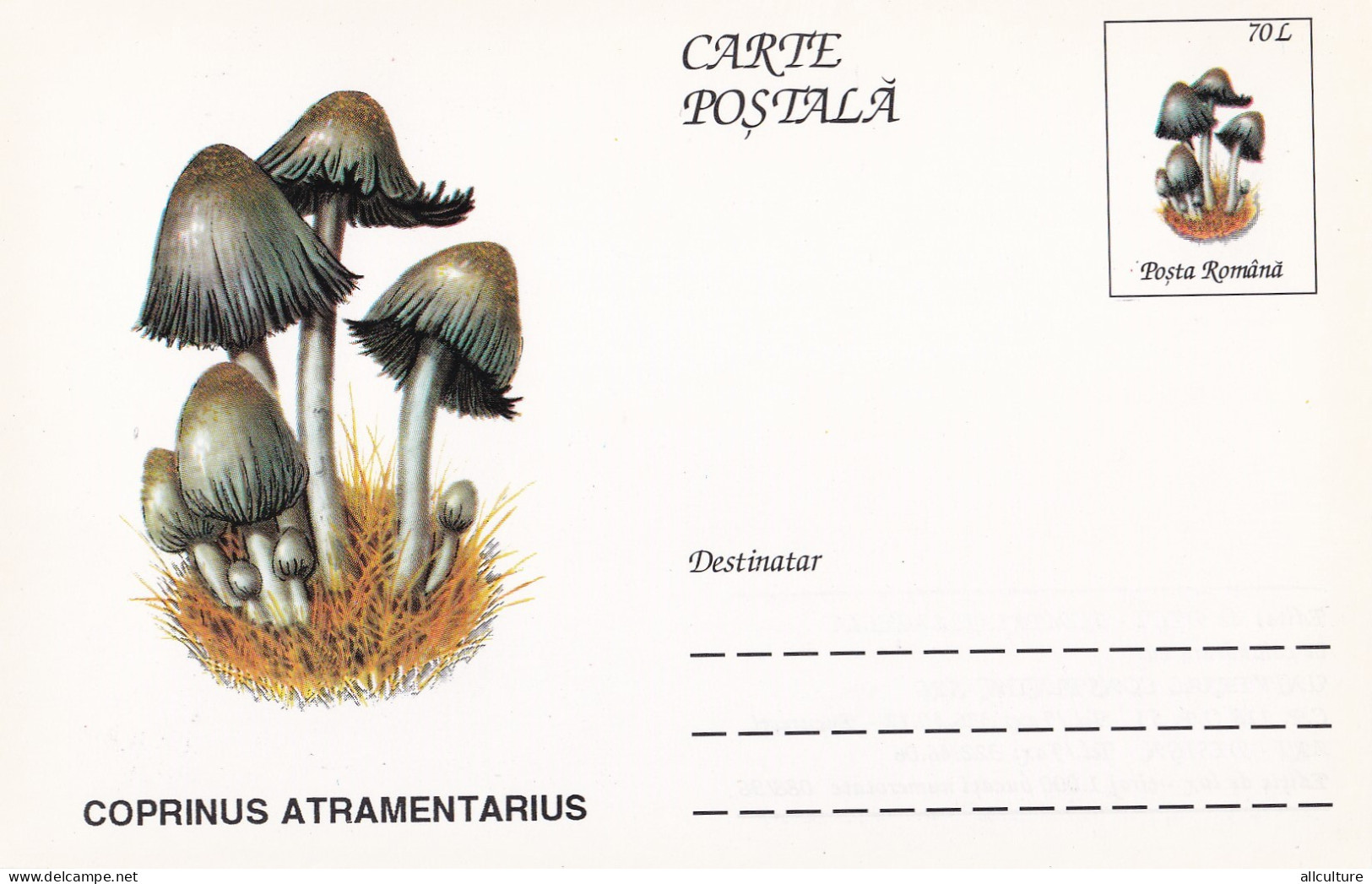 A23273  - MUSHROOM  Champignons  "COPRINUS ATRAMENTARIUS  " Entier Postal,stationery Card  1996  - Champignons