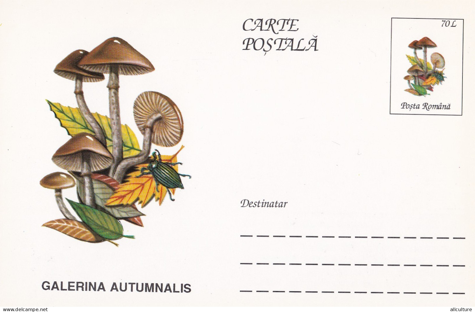 A23271  - MUSHROOM  Champignons  "GALERINA AUTUMNALIS   " Entier Postal,stationery Card  1996  - Champignons