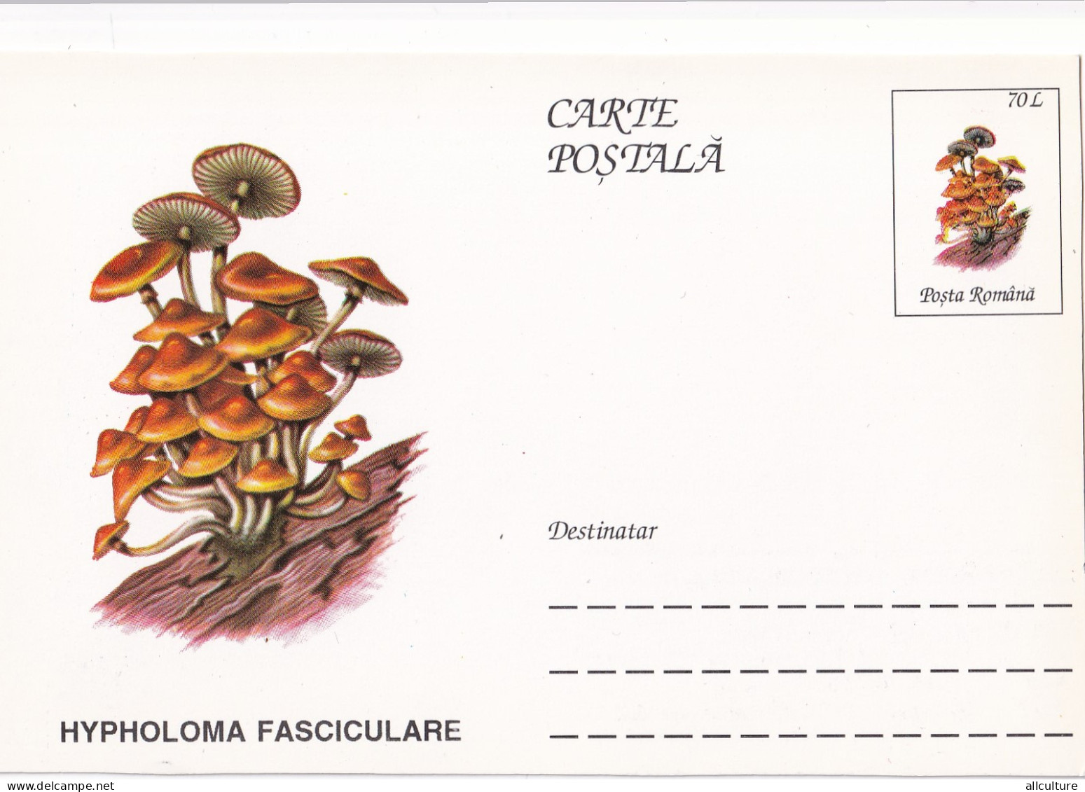 A23270  - MUSHROOM  Champignons  "HYPHOLOMA FASCICULARE  " Entier Postal,stationery Card  1996  - Champignons