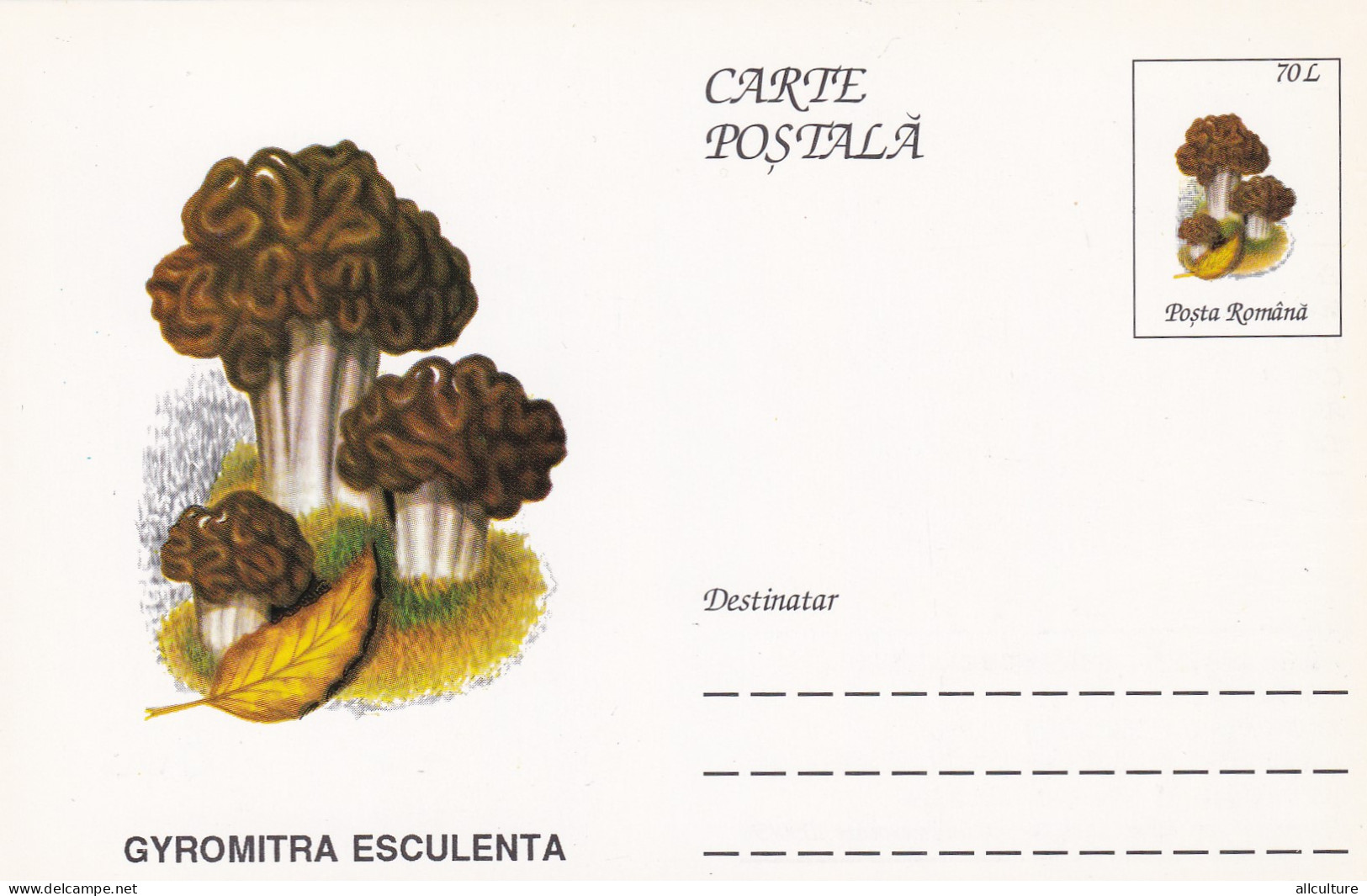 A23272  - MUSHROOM  Champignons  "GYROMITRA ESCULENTA   " Entier Postal,stationery Card  1996  - Champignons