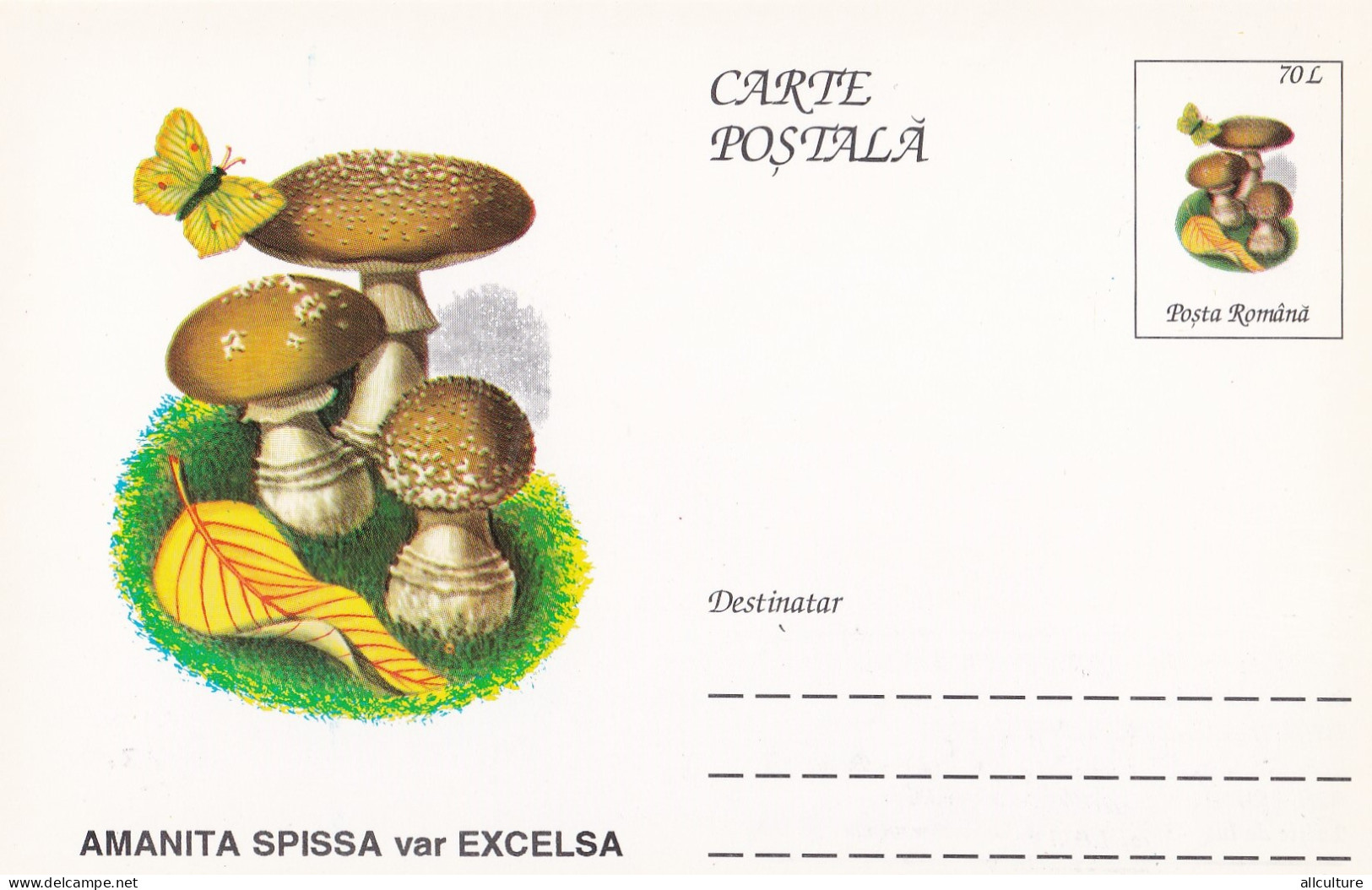 A23277  - MUSHROOM  Champignons  "AMANITA SPISSA VAR EXCELSA    " Entier Postal,stationery Card  1996  - Champignons