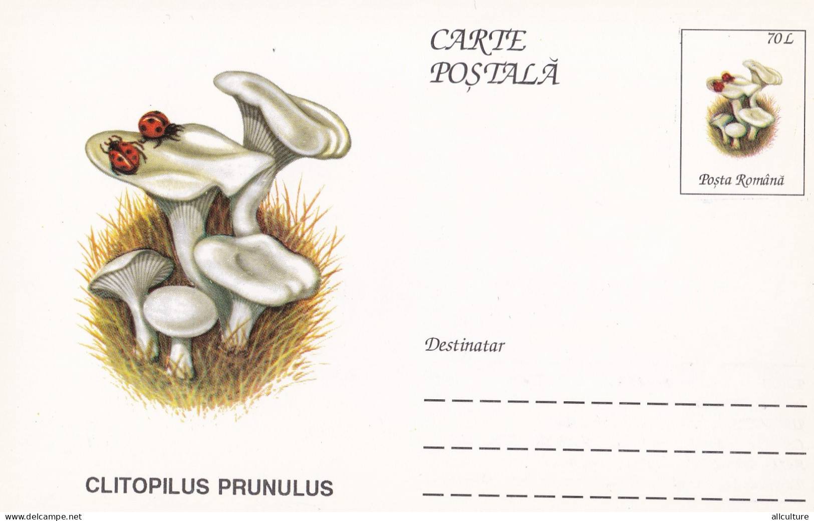 A23276   - MUSHROOM  Champignons  "CLITOPILUS PRUNULUS   " Entier Postal,stationery Card  1996  - Hongos