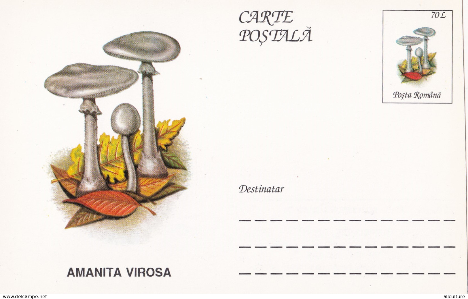 A23281  - MUSHROOM  Champignons  "AMANITA VIROSA   " Entier Postal,stationery Card  1996  - Champignons