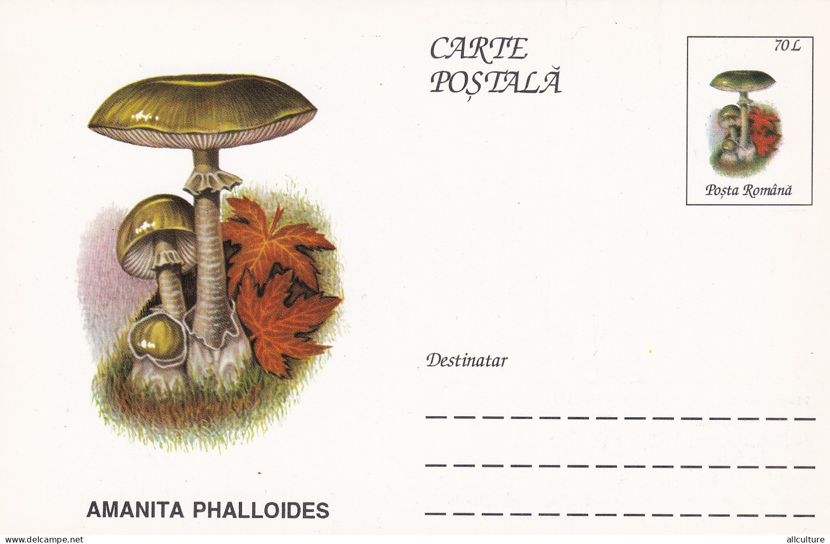 A23282  - MUSHROOM  Champignons  " AMANITA PHALLOIDES  " Entier Postal,stationery Card  1996  - Hongos