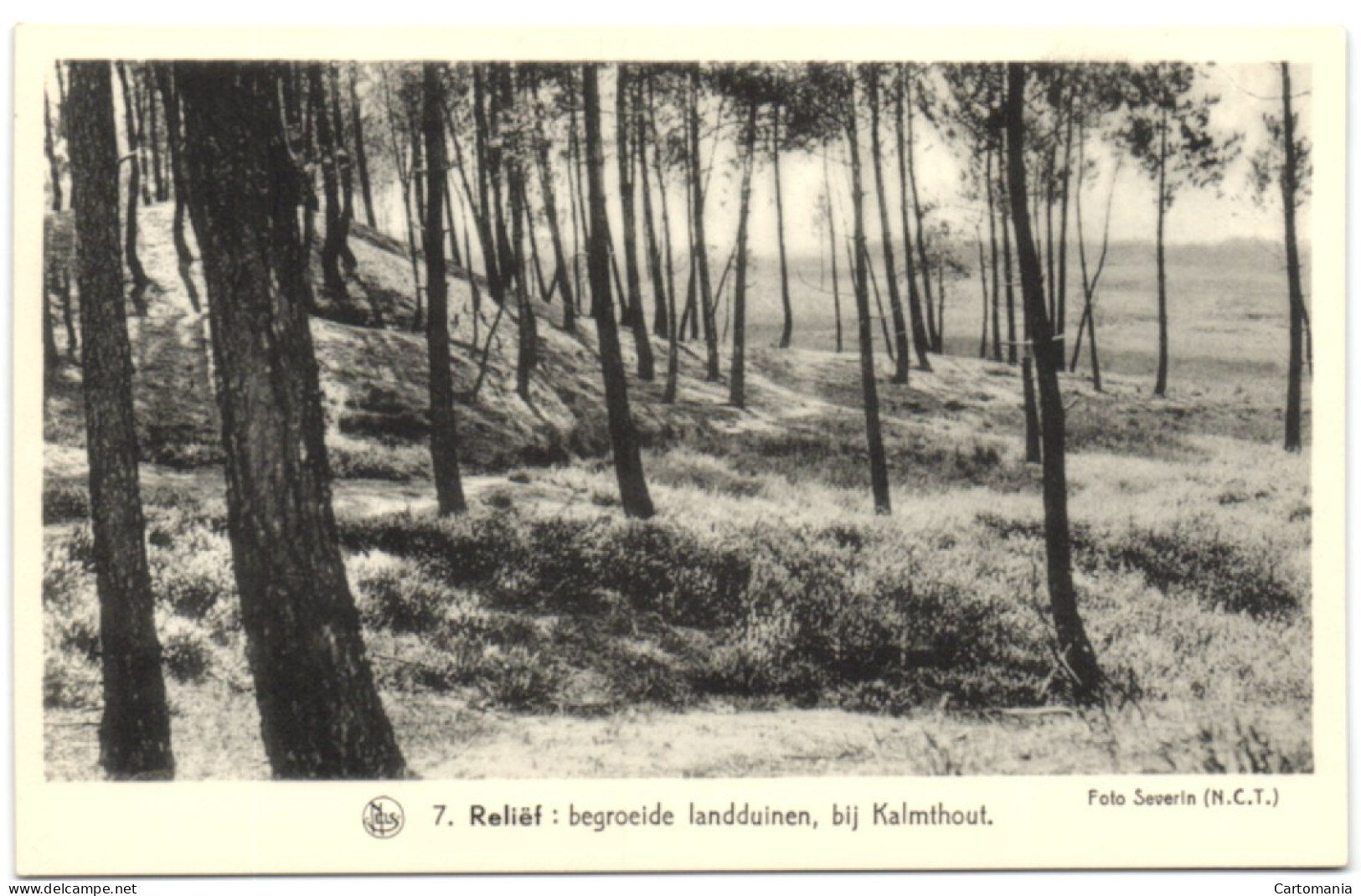 Kalmthout - Begroeide Landduinen - Kalmthout