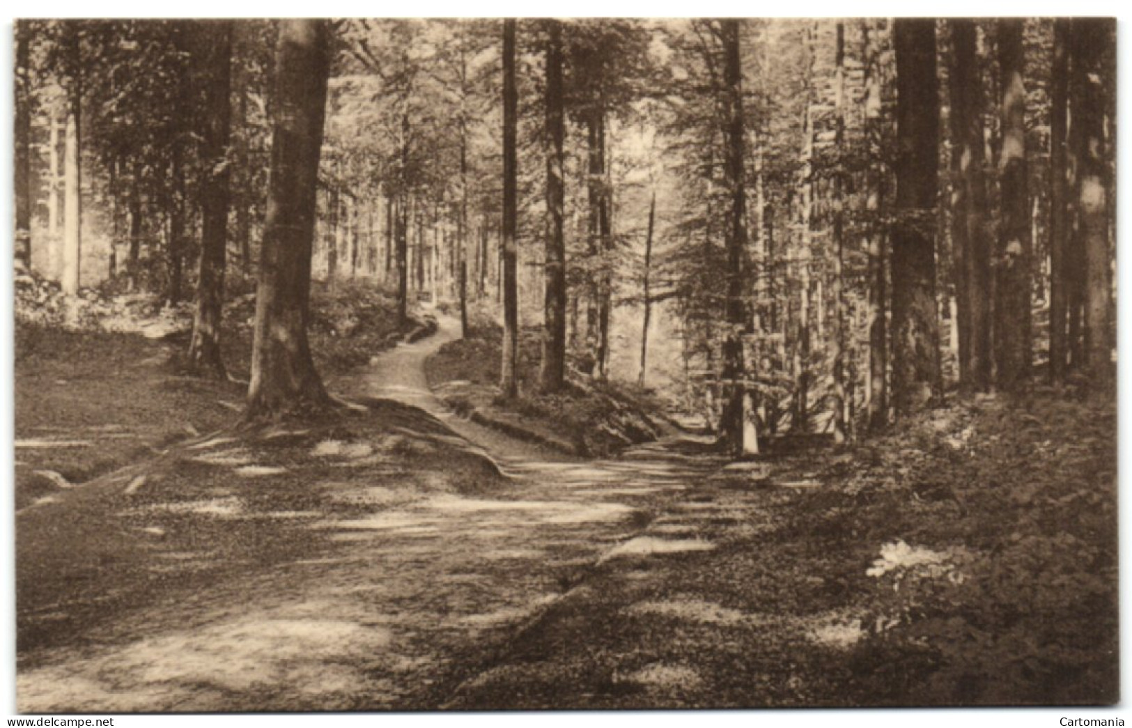 Forêt De Soignes - Vallon De La Sourdine - Oudergem - Auderghem