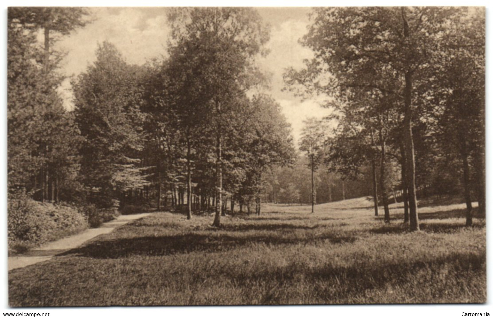 Forêt De Soignes - Vallon De Grasdelle - Auderghem - Oudergem