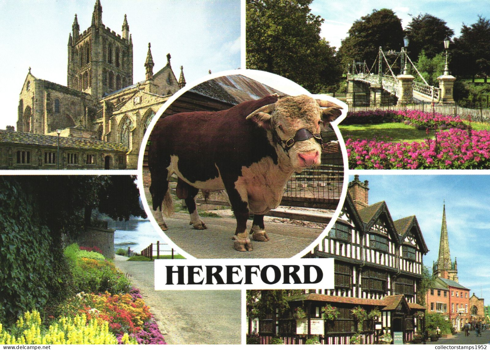 HEREFORD, MULTIPLE VIEWS, COW, BRIDGE, PARK, ARCHITECTURE, CATHEDRAL, UNITED KINGDOM - Herefordshire