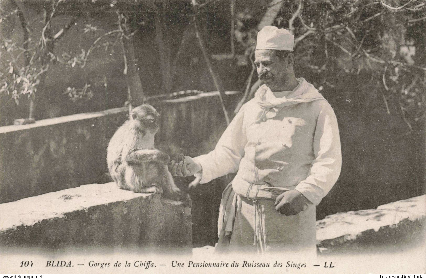 ALGERIE - Blida - Gorges De La Chiffa - Une Pensionnaire Du Ruisseau Des Singes - Carte Postale Ancienne - Blida