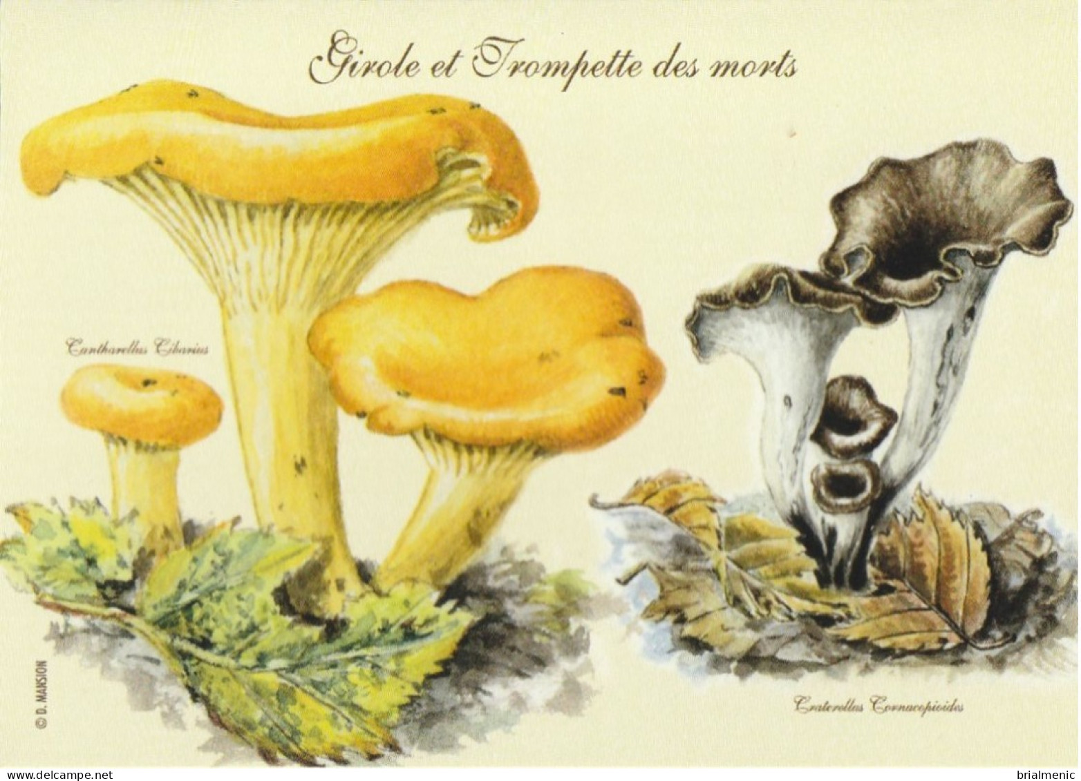 Image Cartonnée    GIROLE Et TROMPETTE Des MORTS  Format 11 X 8 - Champignons