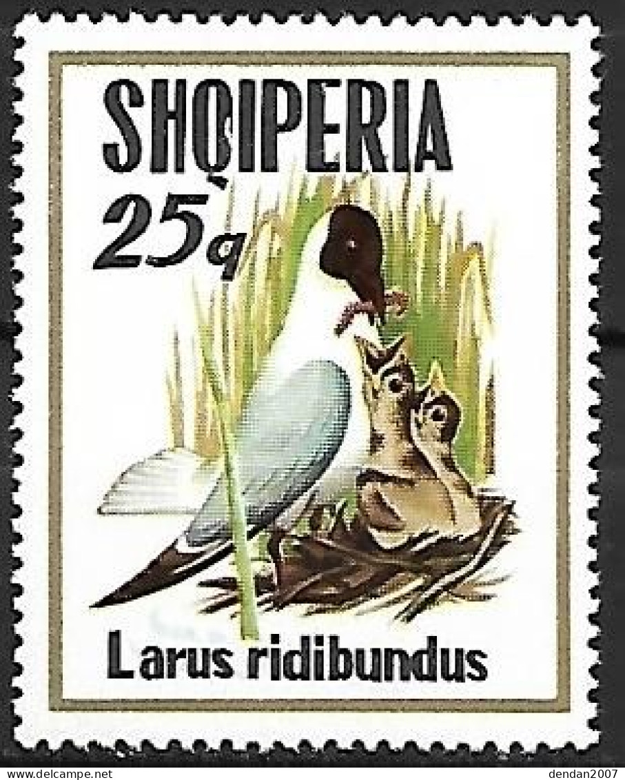 Albania - MNH ** 1973 :    Black-headed Gull -   Chroicocephalus Ridibundus - Seagulls