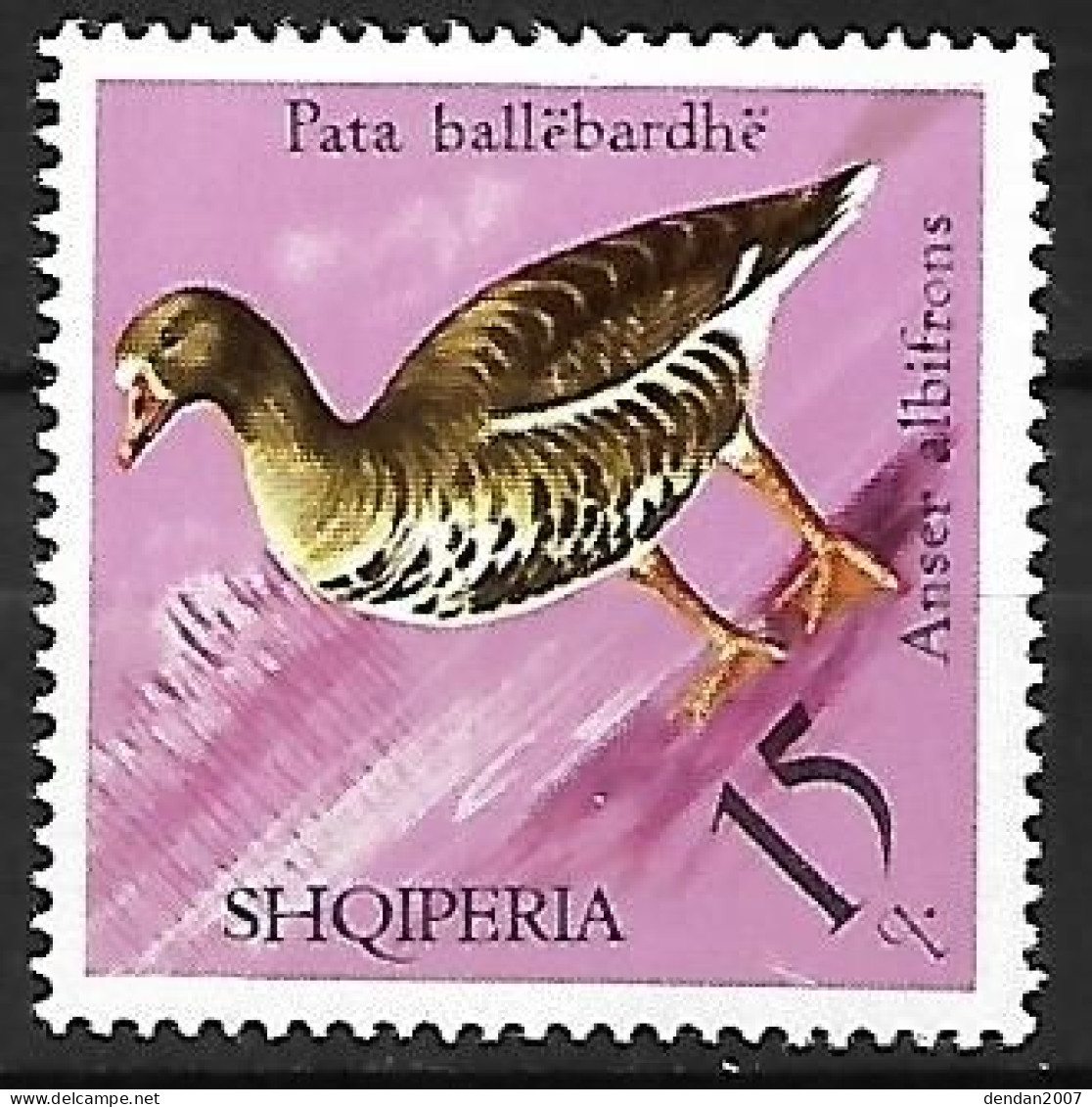 Albania - MNH ** 1975 :   Greater White-fronted Goose  -   Anser Albifrons - Ganzen