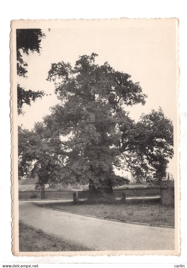 Lot De 3 Cartes Postales Liernu Ste Brigide - Intérieur De L'Eglise - Le Vieux Chêne - Eghezée