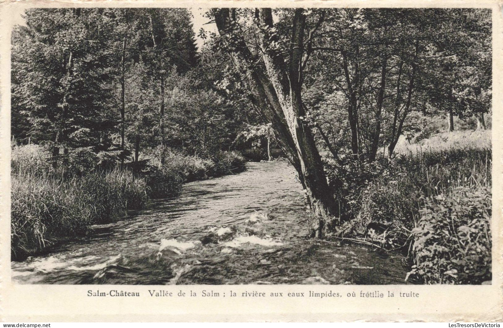 BELGIQUE - Salm Château - Vallée De La Salm: La Rivière Aux Eaux Limpides, Où Frétille La Truite- Carte Postale Ancienne - Vielsalm