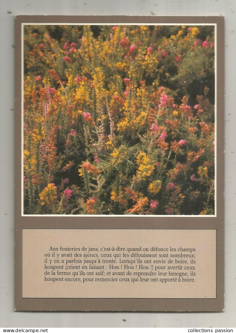 Cp, Carte à Systèmes, 6 Pages,  Fleurs Séchés, Bruyère Des Landes De Bretagne, Ed. Jos - A Systèmes