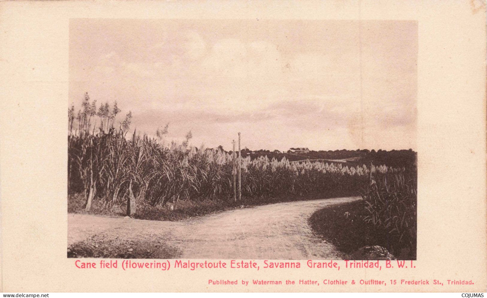 ANTILLES _S23515_ Cane Field (flowering) Malgretoute Estate, Savanna Grande Trinidad BWI - Andere & Zonder Classificatie