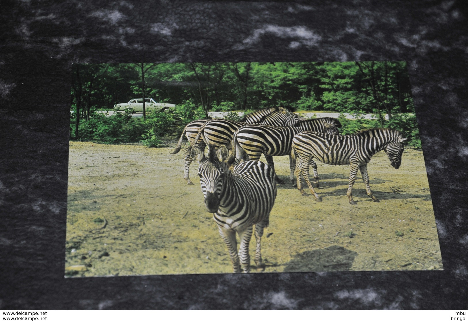 A4866   ZEBRA'S IN BURGERS SAFARIPARK, ARNHEM - Zebras